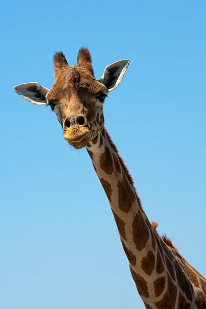 istock Portrait of gerrafe 153725775