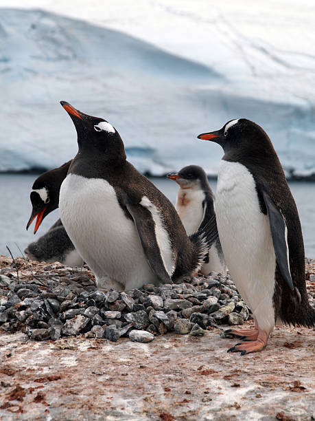 Penguins stock photo