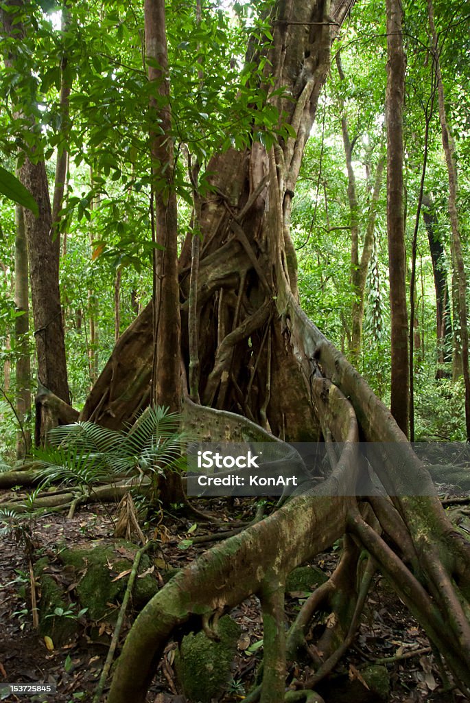 Huge Roots Of Rainforest Tree Fig tree in Daintree National Park with huge roots Daintree River National Park Stock Photo