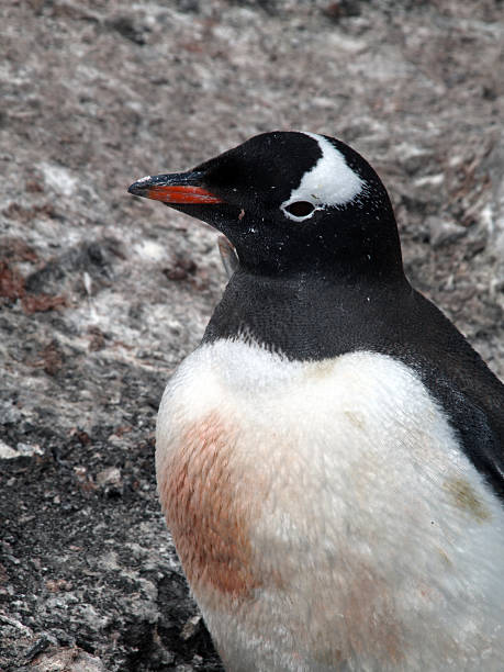 Gentoo Penguin stock photo