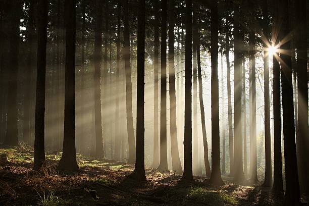 misty coniferous la forêt à l'aube - scenics autumn mystery vibrant color photos et images de collection