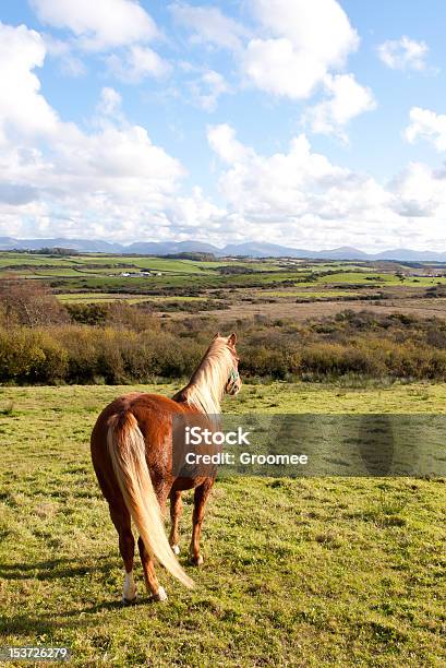 Photo libre de droit de Profitant De La Vue Sur La Magnifique Pony À Distance banque d'images et plus d'images libres de droit de Alezan foncé - Couleur d'un cheval