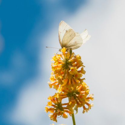 A large white butterfly sits on the yellow blooms of a butterfly bush.