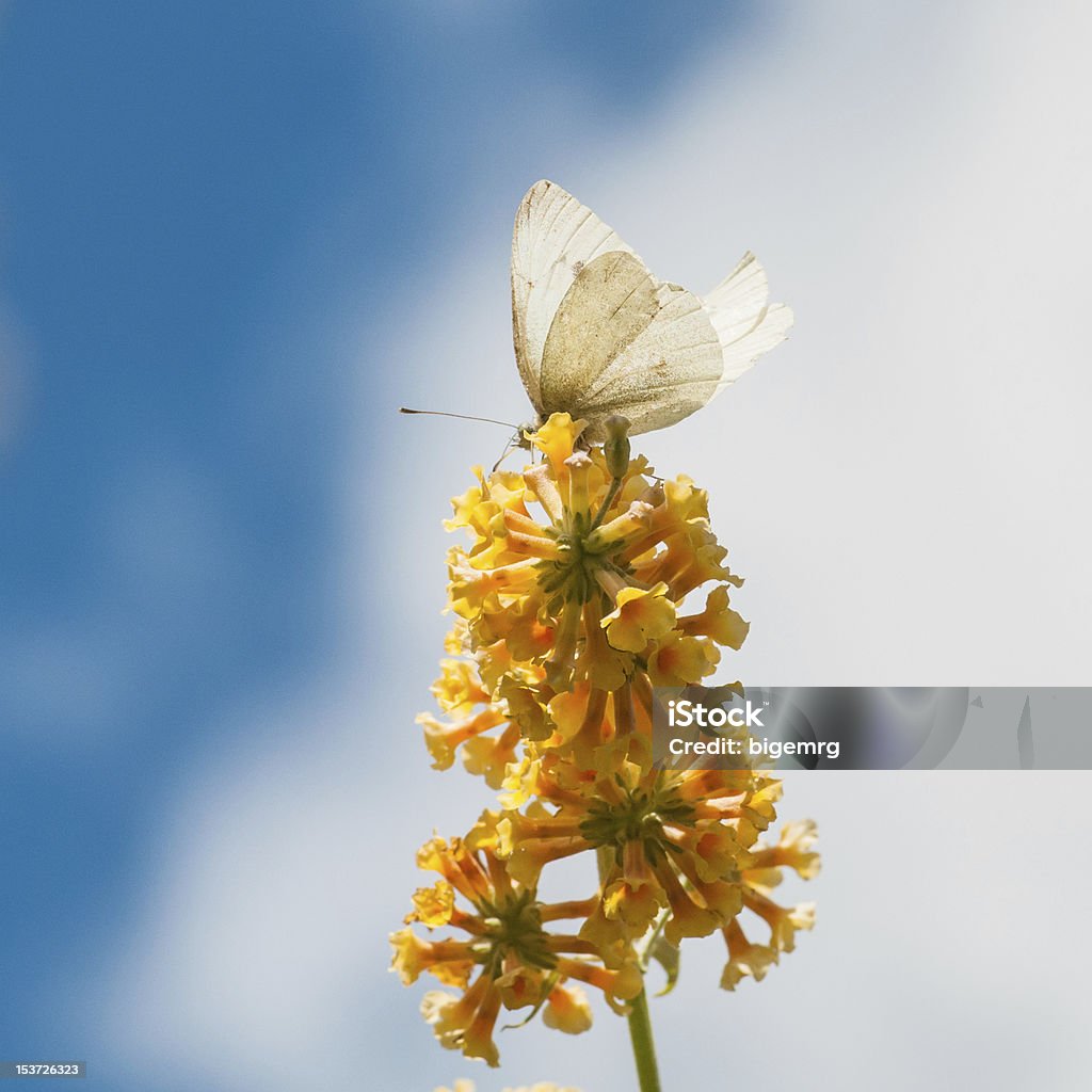 On Top Of The World A large white butterfly sits on the yellow blooms of a butterfly bush. Animal Wildlife Stock Photo