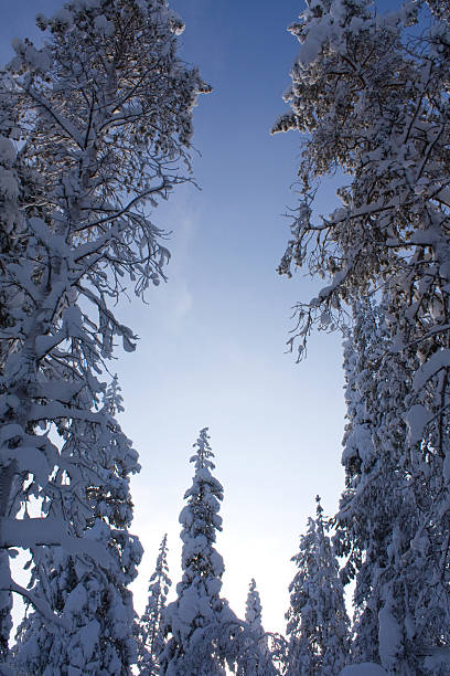 Snowy Trees Under Blue Sky stock photo