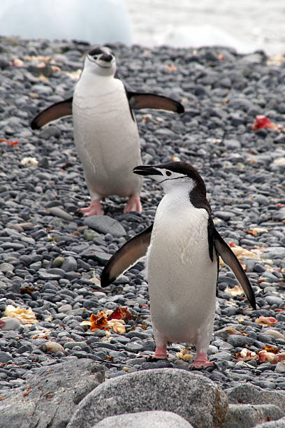 Two chinstrap penguins stock photo