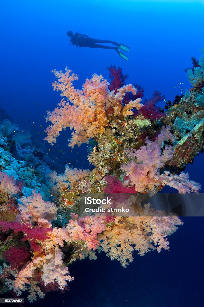 Koral wrak - Zbiór zdjęć royalty-free (Azja Zachodnia)