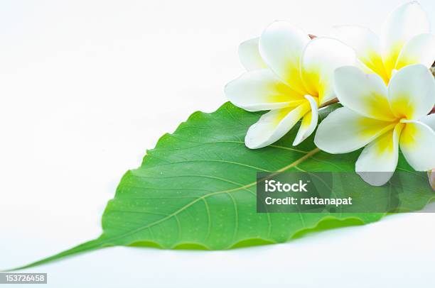 Fiore Di Frangipani E A Foglia Verde - Fotografie stock e altre immagini di Bellezza - Bellezza, Bellezza naturale, Bocciolo