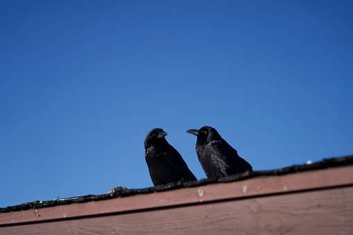 Two crows interacting on the rooftop
