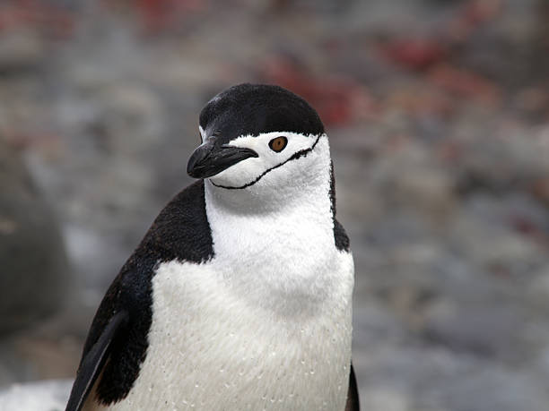 Chinstrap Penguin stock photo