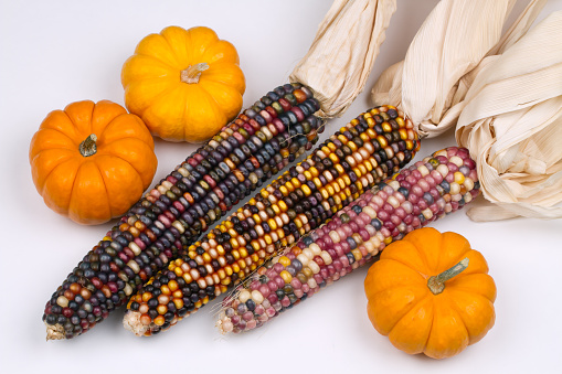 Composition of colorful corn and orange pumpkins on a white background.