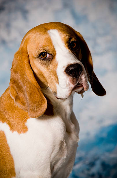 beagle stock photo