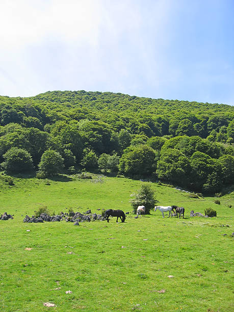 Wild horse in the french mountains eating good grass stock photo