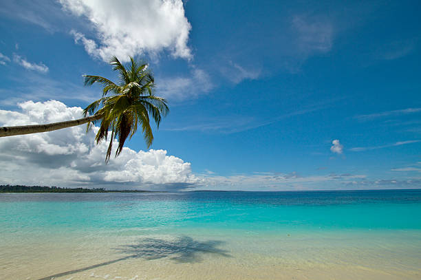 Coconut palm tree on perfect tropical beach stock photo