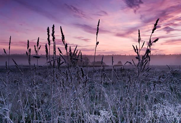 istock Dawn of the Bialowieza meadows 153727503
