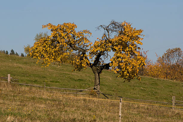 tree fall stock photo