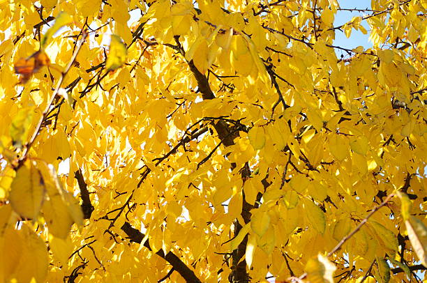 istock Yellow autumn leaves 153727528
