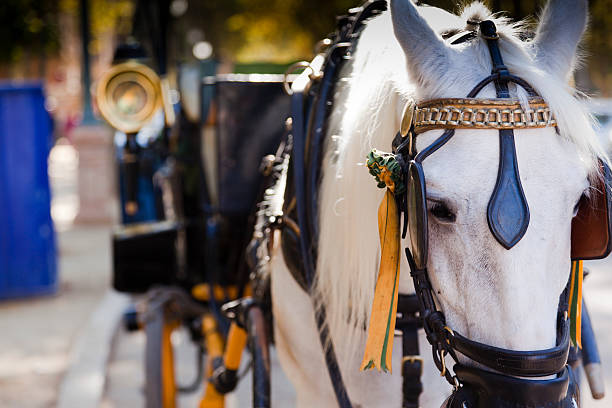 istock White Horse with Carriage 153727546