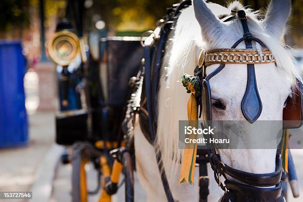 Белая Лошадь И Перевозки — стоковые фотографии и другие картинки Андалусия - Андалусия, Антиквариат, Без людей