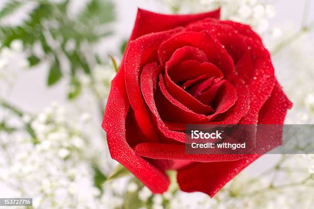 Красная Роза Макро — стоковые фотографии и другие картинки Букет - Букет, Вода, Горизонтальный