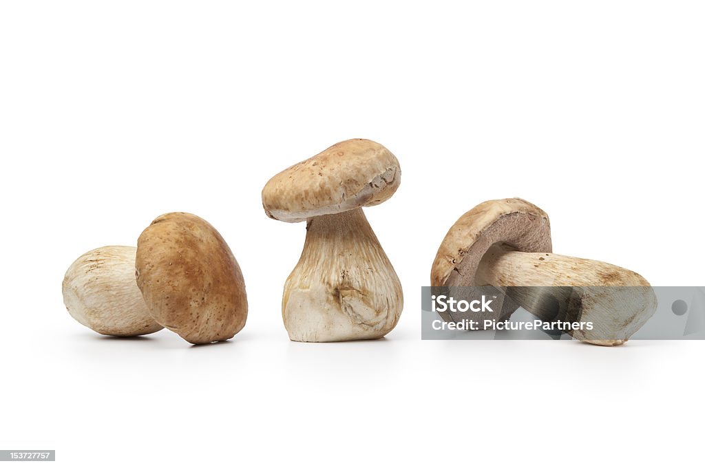 전체 신선한 포르치니 버섯 - 로열티 프리 0명 스톡 사진