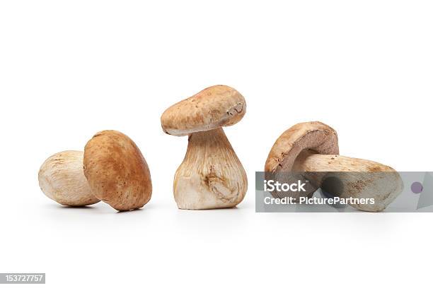 Conjunto Fresca Porcini Cogumelos - Fotografias de stock e mais imagens de Cogumelo Comestível - Cogumelo Comestível, Cogumelo Porcini, Comida