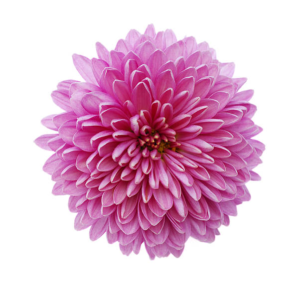 istock pink chrysanthemum flower isolated on white background 153727798