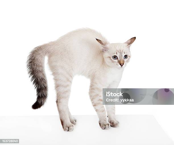 Scared Kitten Stock Photo - Download Image Now - Animal, Beauty In Nature, Domestic Cat