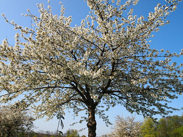 Panoramic view of a spring tree with white flowers in stock photo