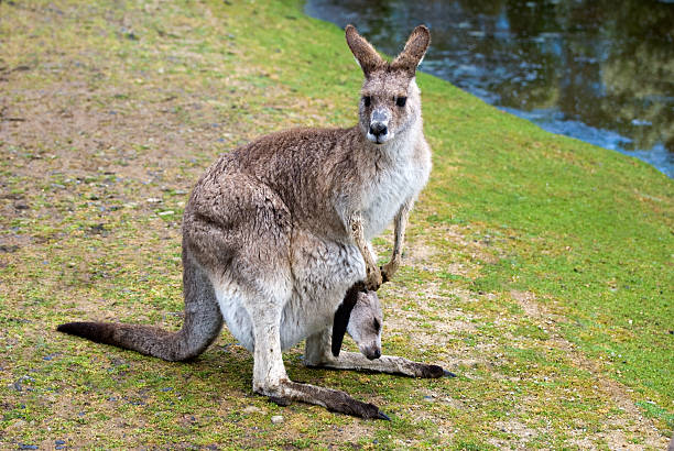 istock female kangaroo with a joey in her pouch 153728392