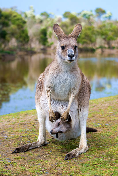 istock female kangaroo with a joey in her pouch 153728407