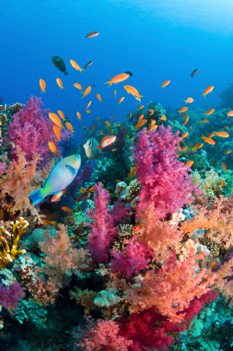 Typical coral reef in Red Sea