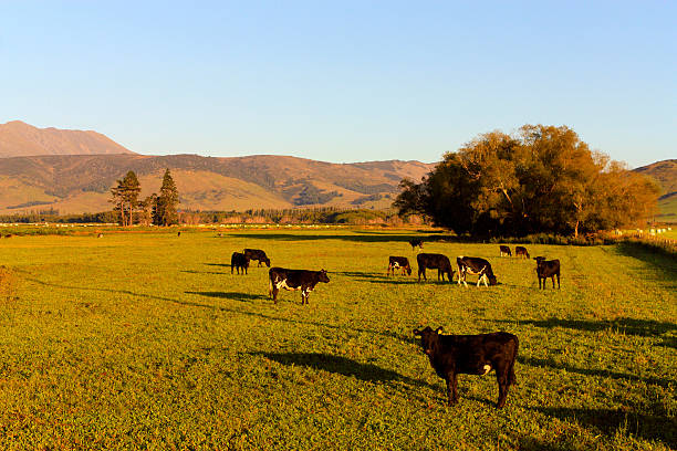 istock Cows in a grassland at early morning 153728428