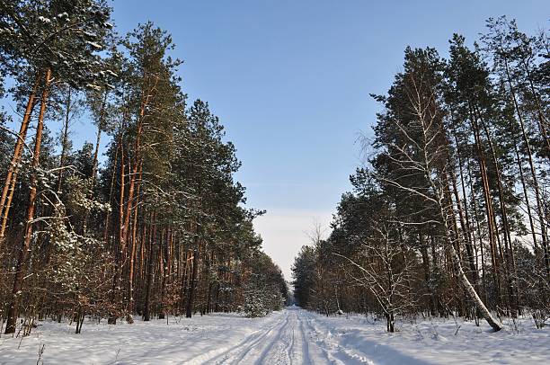 istock Snowy Road in Forest 153728479