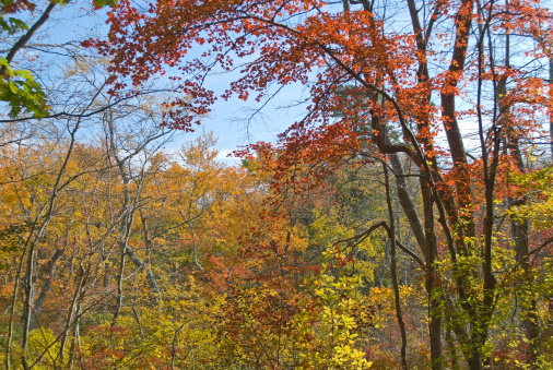 Brilliant Autumn colors in Allaire State Park in New Jersey.