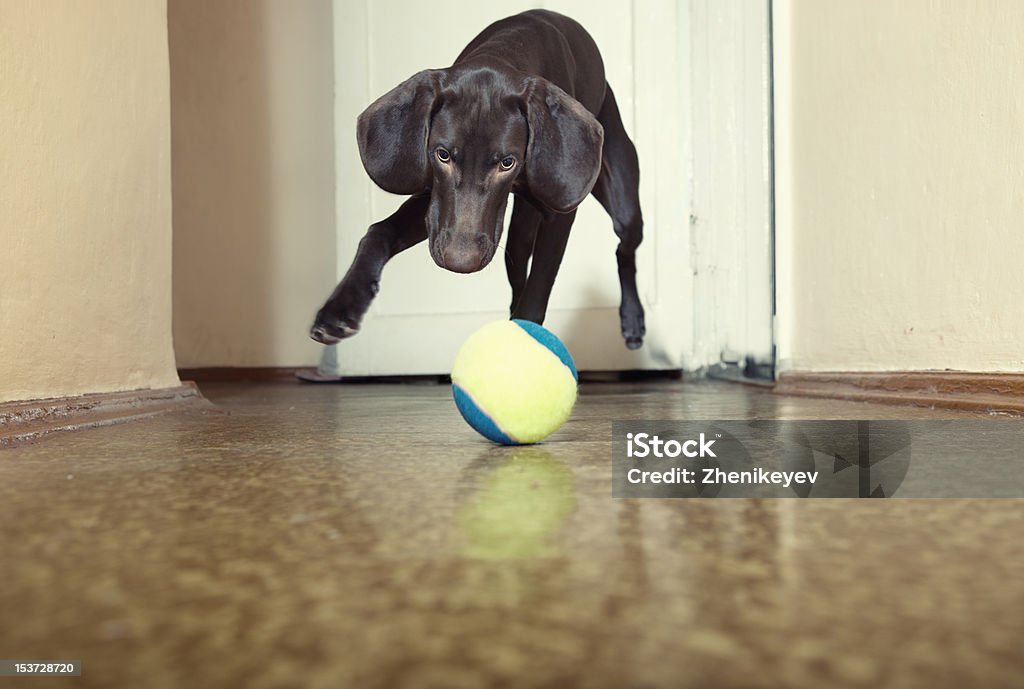 Dog and ball Young dog playing indoors with colorful tennis ball. Natural light and colors Activity Stock Photo