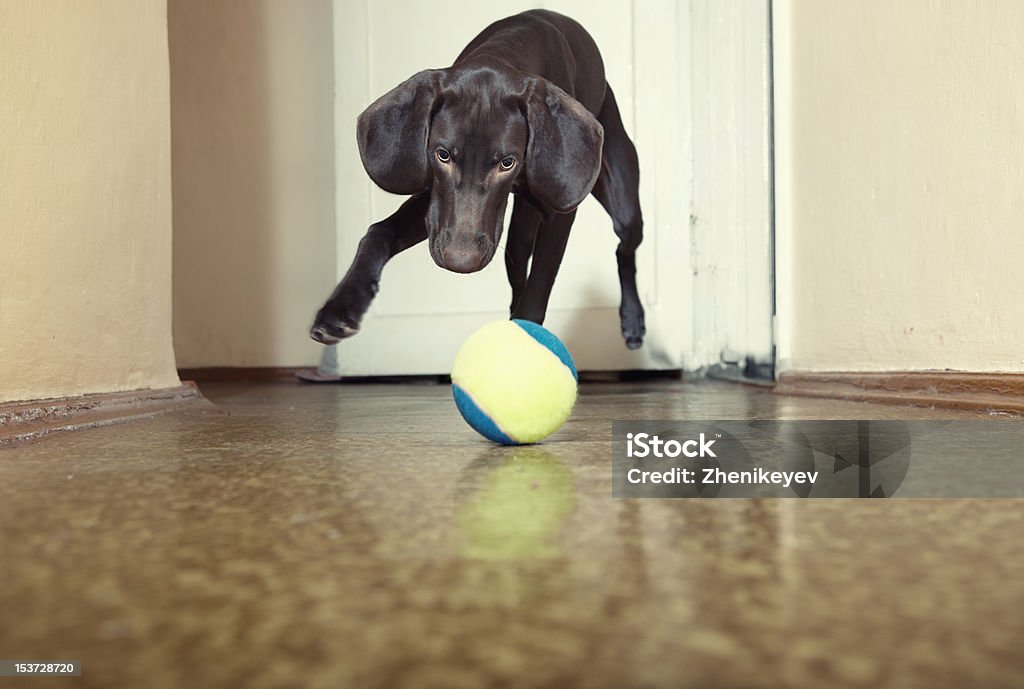 Cão e Bola - Royalty-free Animais caçando Foto de stock