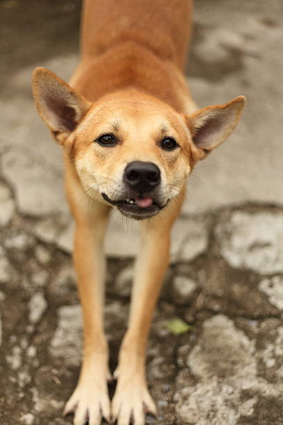 Lazy Dog in Action stock photo