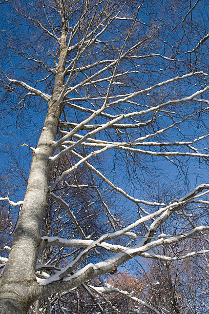 snowed tree stock photo