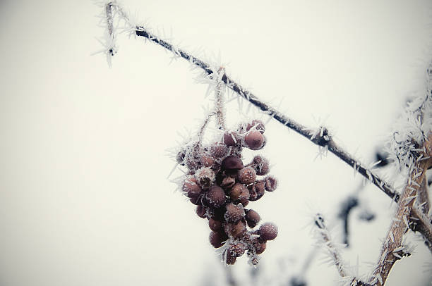 Frozen grapes Frozen grapes left over for making frozen wine, with added vignetting frozen grapes stock pictures, royalty-free photos & images