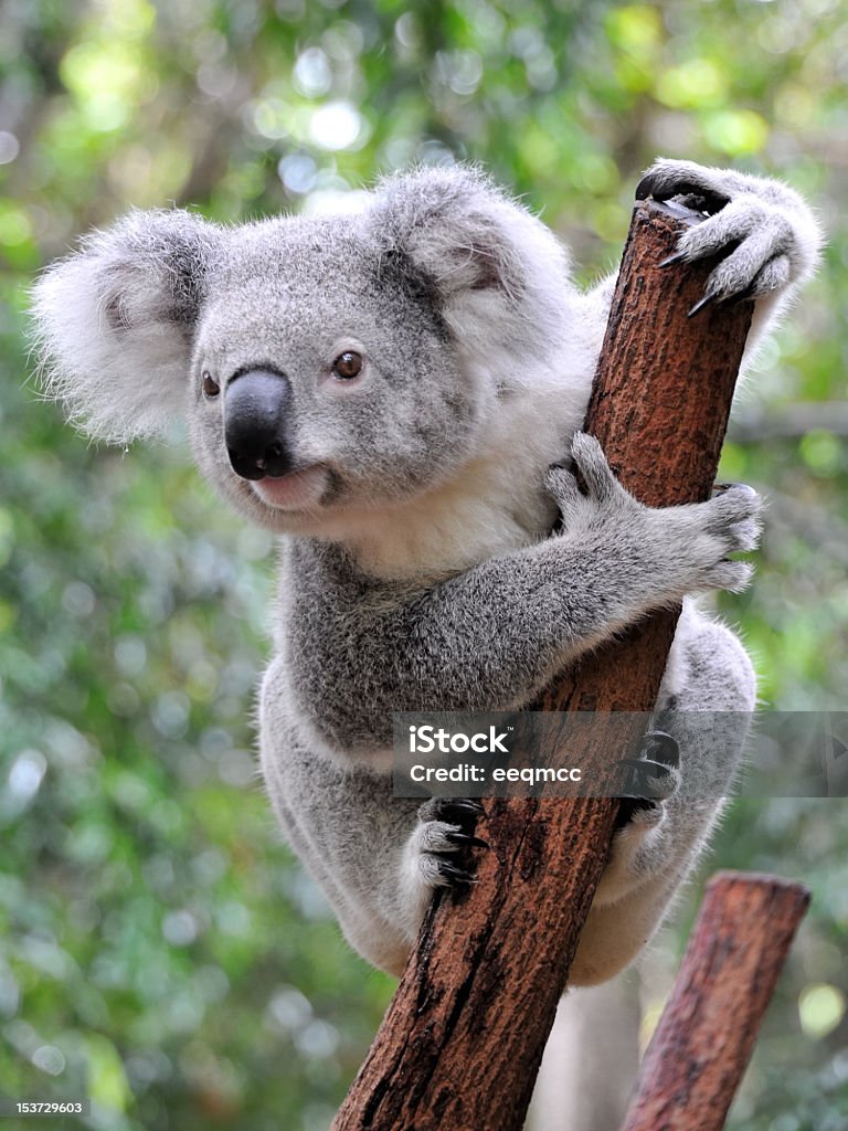 Close up of koala at sanctuary in Australia A puzzled koala grasps a thin, brown and broken branch while looking curiously into the distance in the Lone Pine Koala Sanctuary in Australia.  There are trees in the background. Koala Stock Photo