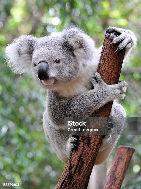 Close Up Of Koala At Sanctuary In Australia Stock Photo - Download Image Now - Koala, Australia, Brisbane
