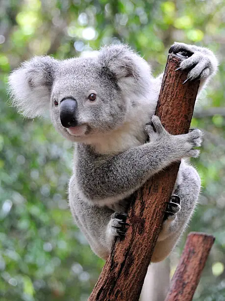 A puzzled koala grasps a thin, brown and broken branch while looking curiously into the distance in the Lone Pine Koala Sanctuary in Australia.  There are trees in the background.