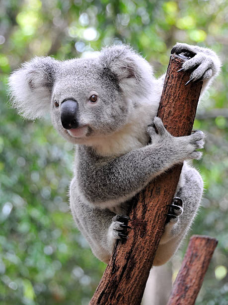 zbliżenie koala w pustyni w australii - koala zdjęcia i obrazy z banku zdjęć