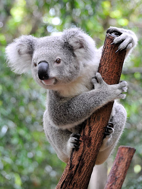 крупный план коала на храм в австралии - koala стоковые фото и изображения
