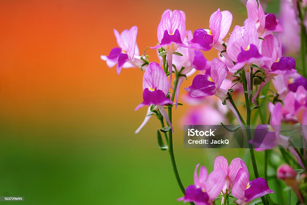 Fleur d'orchidée et papillons - Photo de Arbre en fleurs libre de droits