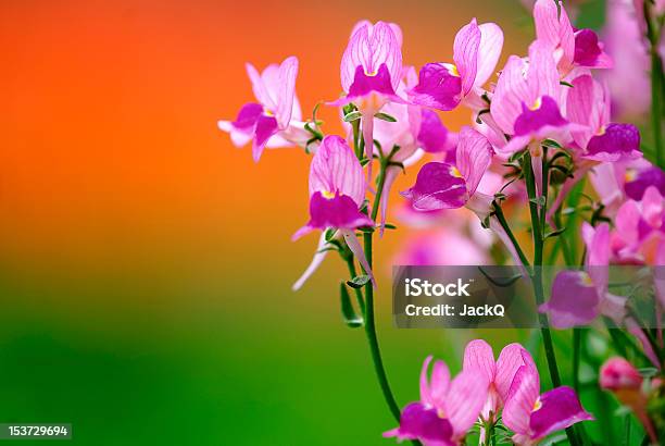 Photo libre de droit de Fleur Dorchidée Et Papillons banque d'images et plus d'images libres de droit de Arbre en fleurs - Arbre en fleurs, Beauté de la nature, Capitule