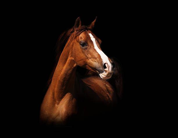 istock Portrait of an Arabian mare 153729798