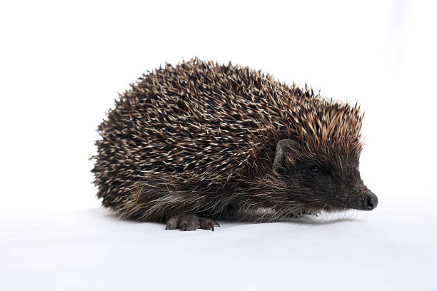 hedgehog stock photo
