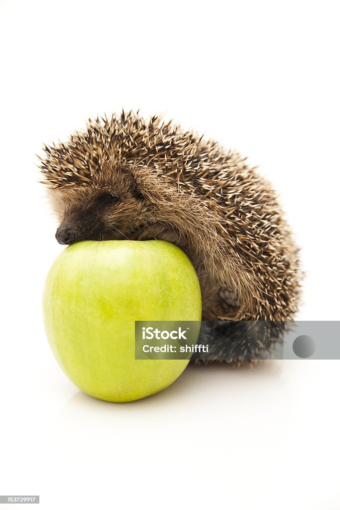 Little hedgehog and apple There are 15 species of hedgehog in four genera, found through parts of Europe, Asia, Africa, and New Zealand. Animal Stock Photo